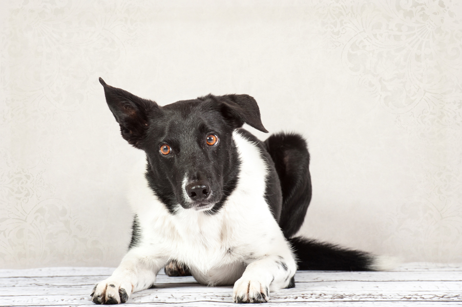 Studio-Star Hunde Portrait Fotografie